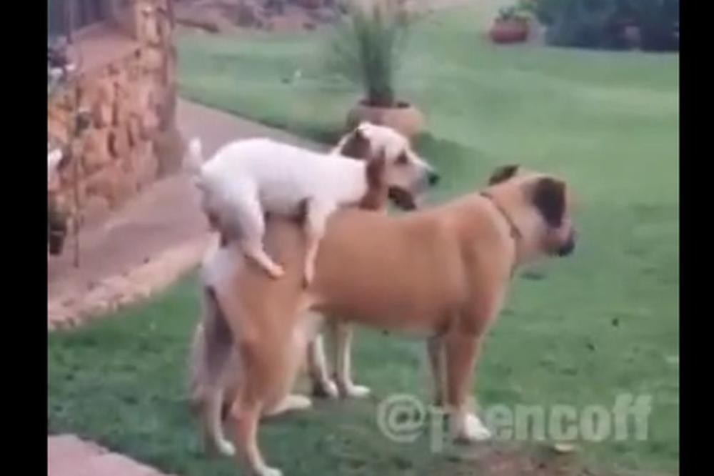 MALI, ALI UPORAN: On je dao sve od sebe, pa šta bude neka bude! (VIDEO)