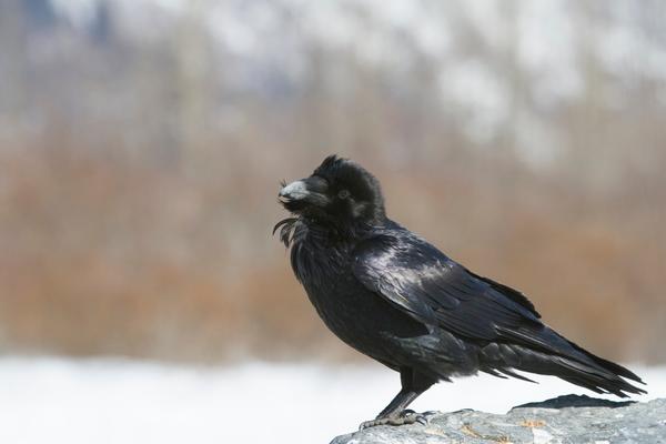 Srećete često neku od ovih 7 životinja? Svaka nosi određenu poruku!