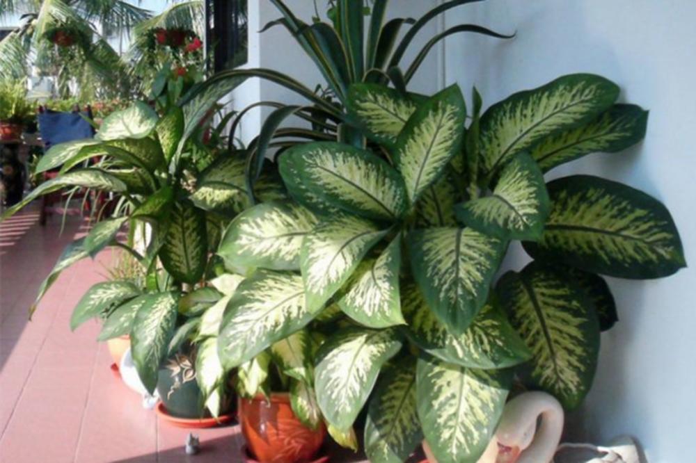 OVA BILJKA JE IZUZETNO OTROVNA A IMA JE SVAKI DRUGI SRBIN U KUĆI: Može izazvati SLEPILO njeni listovi su SMRTONOSNI