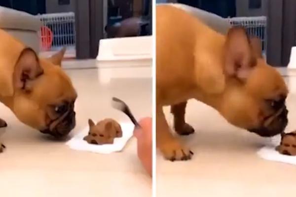 NASMRT JE UPLAŠIO JADNOG PSIĆA: On će se ovoga sećati ZAUVEK! (VIDEO)