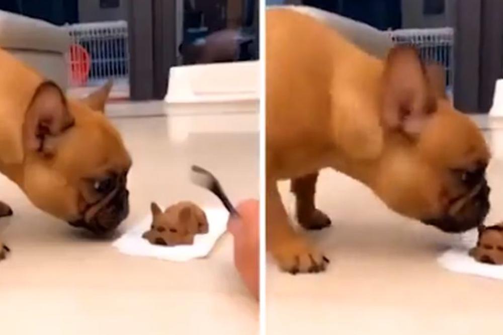 NASMRT JE UPLAŠIO JADNOG PSIĆA: On će se ovoga sećati ZAUVEK! (VIDEO)