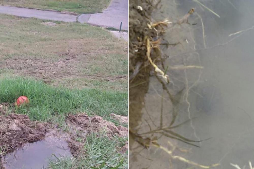 U NOVOBEOGRADSKIM BLOKOVIMA SE POJAVILE BARE SA ŽABAMA! Udruženje Savski nasip upozorava: Nadležni ne reaguju, a voda NATAPA NASIP! (FOTO)