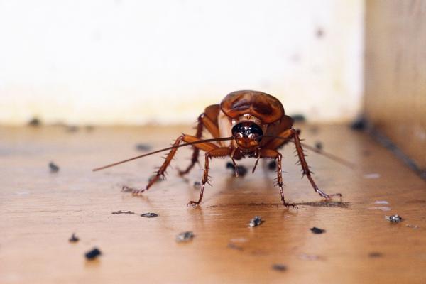 INSEKTI BEŽE OD OVE BILJKE KAO NENORMALNI, A UBIJA I MOLJCE: Samo je stavite u sobu i REŠIĆETE SE PROBLEMA