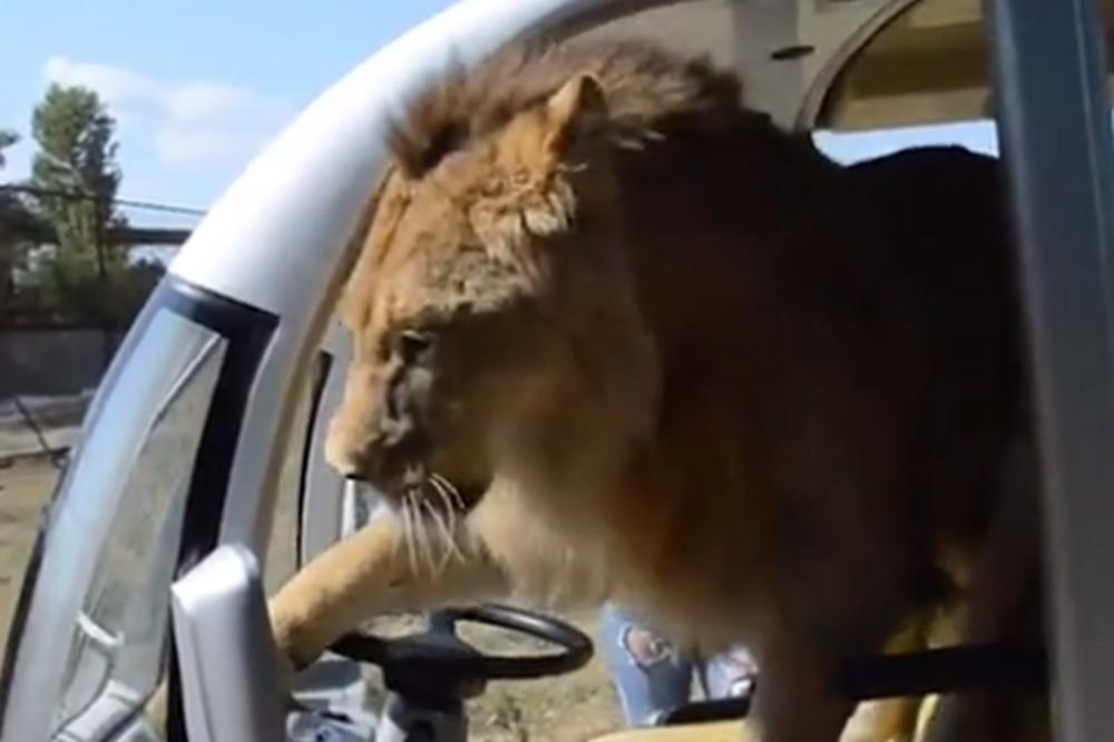 LAV USKOČIO U VOZILO PUNO TURISTA! Ono što je zatim uradio mnoge je ostavilo BEZ TEKSTA! (VIDEO)