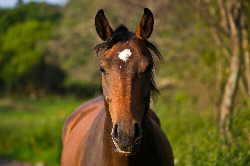 'Hvali ga ko Ciganin konja