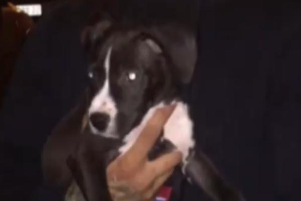 U KOTEŽU SU JEZIVO MUČILI DVOMESEČNOG PSIĆA! Onda su im momci iz Levijatana zakucali na vrata! Ovaj video pokazuje kako se proveo gazda mučene životinje