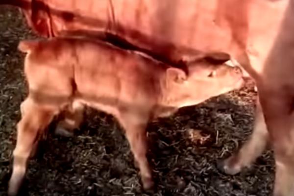 U IZRAELU SE RODILO POTPUNO CRVENO TELE! Prema verovanju, to je znak da nam predstoji VELIKI ISTORIJSKI DOGAĐAJ!