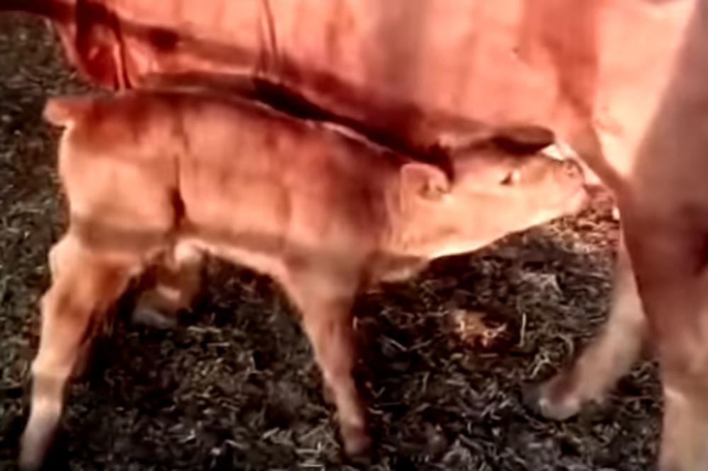 U IZRAELU SE RODILO POTPUNO CRVENO TELE! Prema verovanju, to je znak da nam predstoji VELIKI ISTORIJSKI DOGAĐAJ!