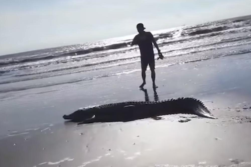 DAN NA PLAŽI ODJEDNOM SE PRETVORIO U POTPUNU KATASTROFU: Ogromno stvorenje isplivalo je iz mora, svi su VRIŠTALI I BEŽALI (VIDEO)