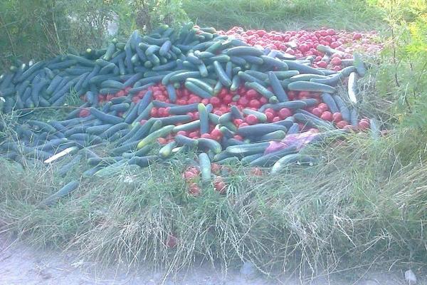 DŽINOVSKA ŠOPSKA SALATA ZBOG KOJE TREBA DA NAS JE SVE SRAMOTA: Užasna scena kod kvantaške pijace! (FOTO)