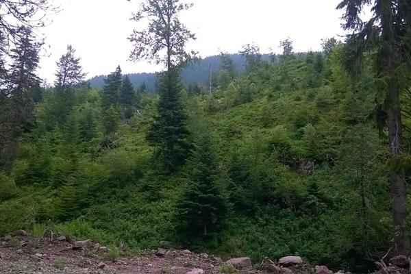 TROČLANA PORODICA SE NOĆAS IZGUUBILA NA STATOJ PLANINI: Devojčica (3) povredila nogu, uplašeni ČEKALI SPASIOCE