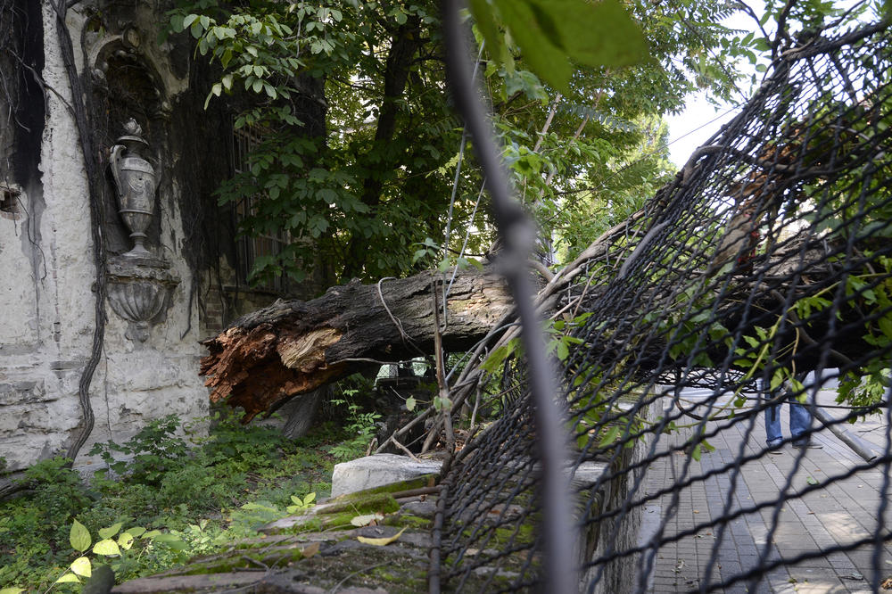 PALO DRVO NA DEČAKA: Užas u Nišu!