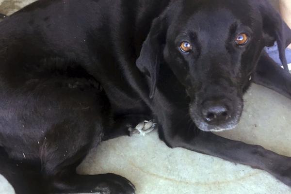 MALOLETNICA GA JE OPTUŽILA ZA SILOVANJE: Osuđen je na 50 godina robije, a onda se sve PREOKRENULO zbog jednog PSA!