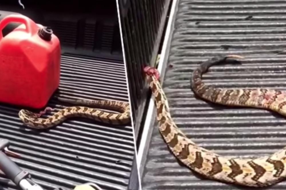 ZMIJI JE PUŠKOM RAZNEO GLAVU: Bacio je na zadnji deo kamioneta, a sat vremena kasnije PONOVO GA JE NAPALA (VIDEO)