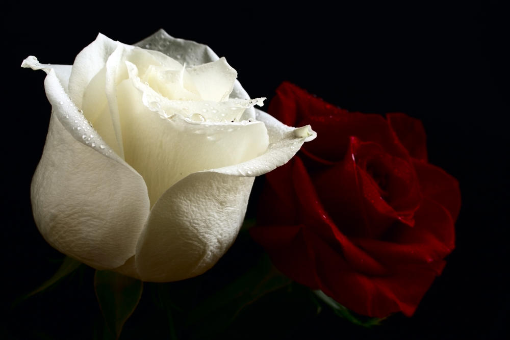 Ruža je cvet koji se najčešće poklanja, a u zavisnosti od boje ima široka značenja  