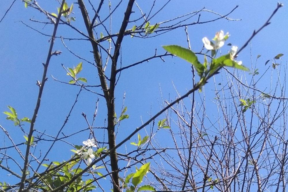 DA LI JE PRED NAMA NIKAD JAČA ZIMA? Višnja procvetala kod Niša USRED SEPTEMBRA
