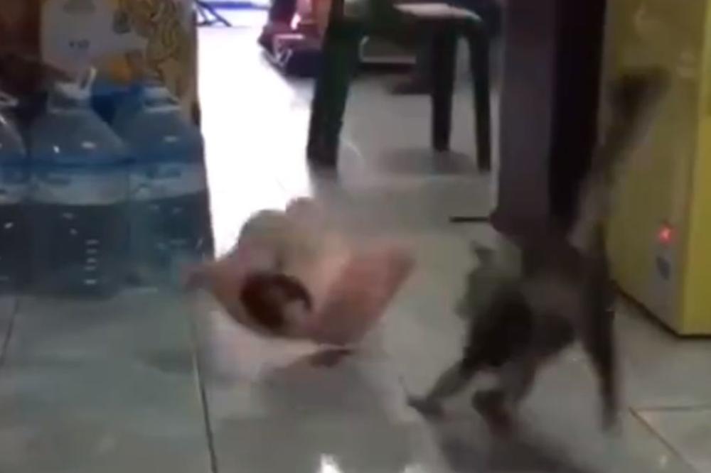 OVA MAČKA JE SKROZ BLESAVA: Jadan ovaj njen plišani drugar! (VIDEO)