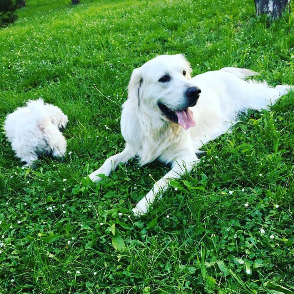 Najčešće objašnjenje za jedenje trave jeste da to pomaže psu da pročisti svoj sistem  