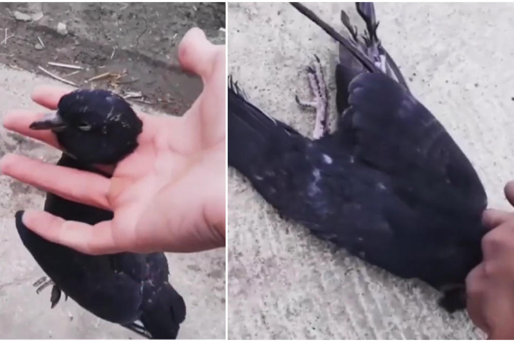 (UZNEMIRUJUĆI VIDEO) ČOVEK U RUCI DRŽI GOLUBA I KIDA MU GLAVU: Objavljen jezivi snimak ubistva životinje!