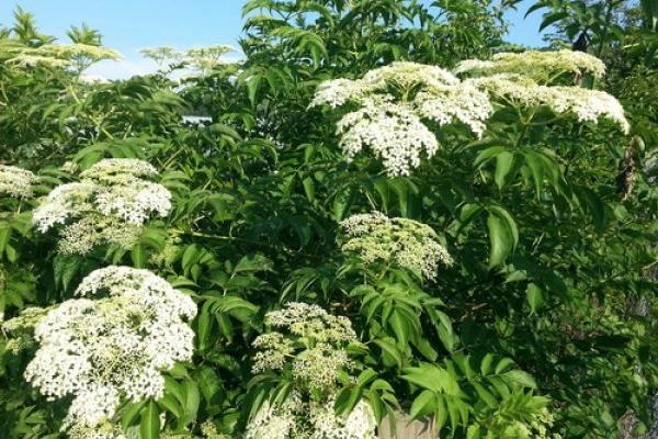 OVU BILJKU MNOGI KONZUMIRAJU, A NE ZNAJU DA MOŽE DA BUDE OTROVNA! Sadrži čak TRI TOKSINA - a koristi se SAMO OVAKO