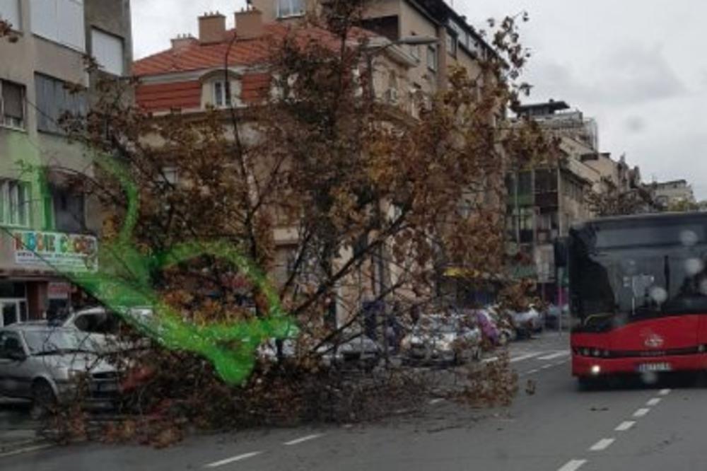 VETAR URNIŠE PRESTONICU: Ekipa iz JKP "Zelenilo Beograd" ima pune rukle posla, SAMO SE RUŠI