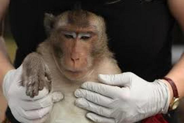 IZOLUJTE SVOJE LJUBIMCE: Majmunske boginje mogu biti opasne i za njih?