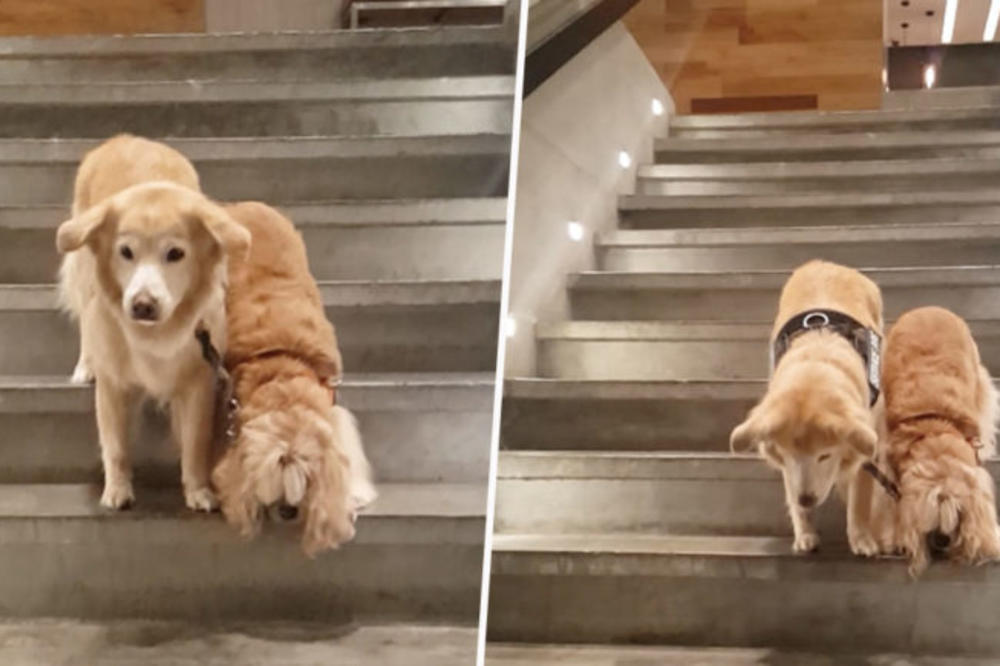 SLEPI PAS IMA POMOĆNIKA, TAKOĐE PSA! Snimak koji će vas oduševiti! Još jedan dokaz da je PAS ČOVEKOV SPAS (VIDEO)