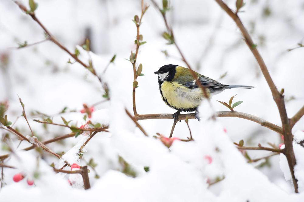 KAKAV PRELAZ, SA +30 NA SNEG I MINUS! Na Zlataru se zabelelo