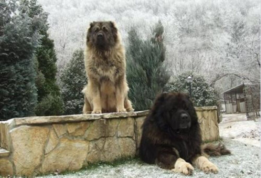 Šarplaninci brane svoje ognjište  