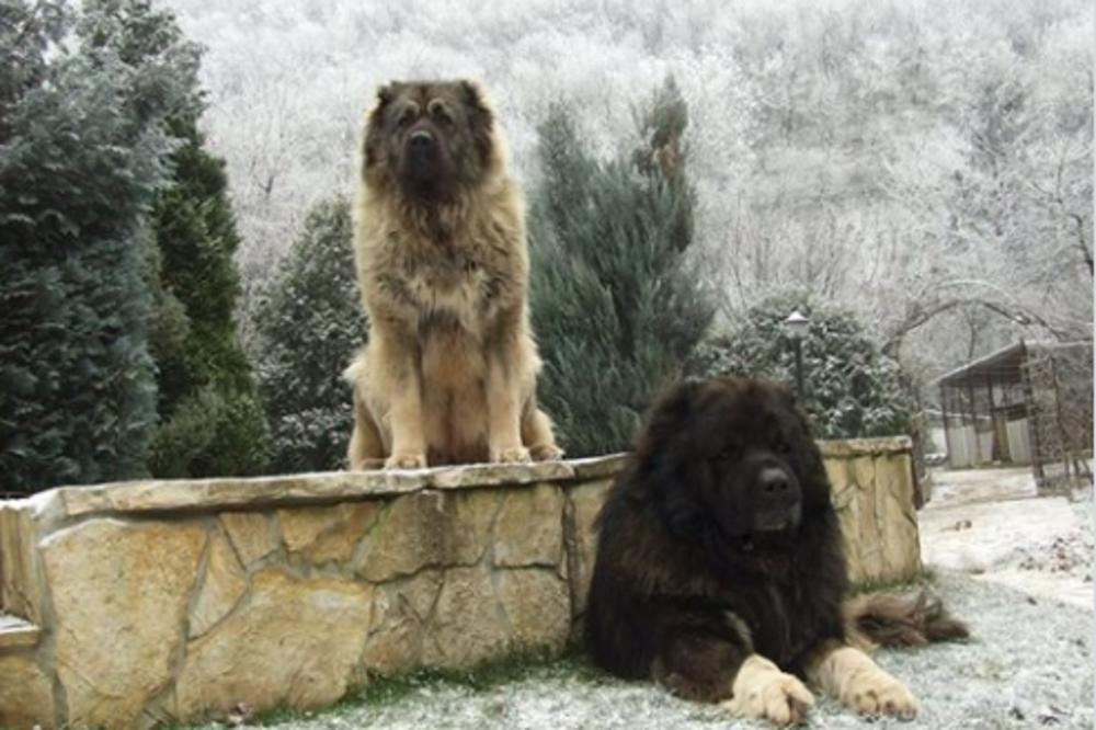 NAJLUĐA I NAHRABRIJA PRIČA: Ovako su srpski šarplaninci odbranili srpsko selo i seljane od američke vojske!