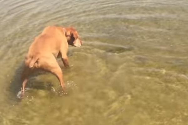 PAS SE IGRAO U PLIĆAKU I ZADIRKIVAO RIBE, A ONDA JE USLEDIO NAPAD! Ovako nešto do sada nikada niste videli! (VIDEO)