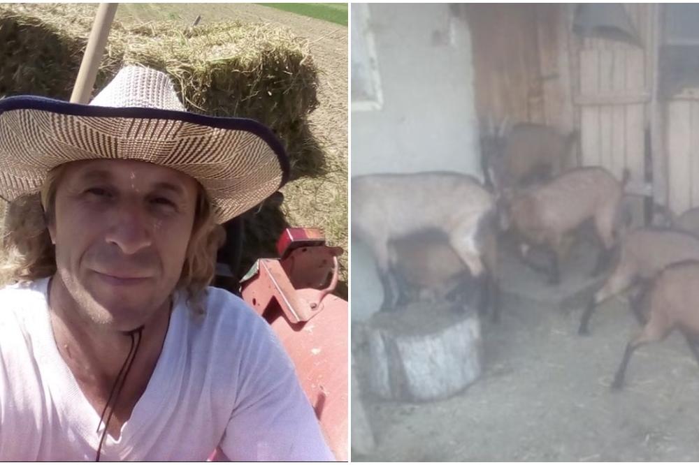 KOZE ĆU DA POKOLJEM JEDNU PO JEDNU: Zoran Veljić rasipa mleko i baca domaći sir IZ INATA! Muči ga velika muka