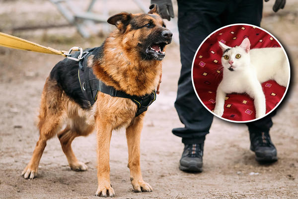 UBACIO MAČKU MEĐU DVA AGRESIVNA KRVOLOČNA PSA: Devojčica sa osmehom na licu mirno gledala i snimala! (VIDEO)