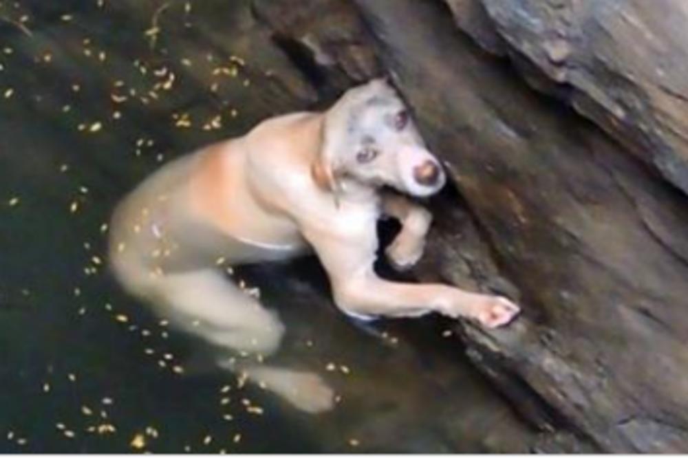 PAS SE ZADNJIM ATOMIMA SNAGE BORI DA SE NE UGUŠI: Njegova reakcija kada ugleda spasioce KIDA DUŠU! (VIDEO)