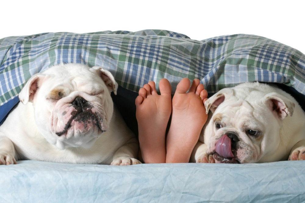 ZBOG ČEGA PSI VOLE DA LIŽU BOSA STOPALA? Ovo svi vlasnici ljubimaca MORAJU da znaju!