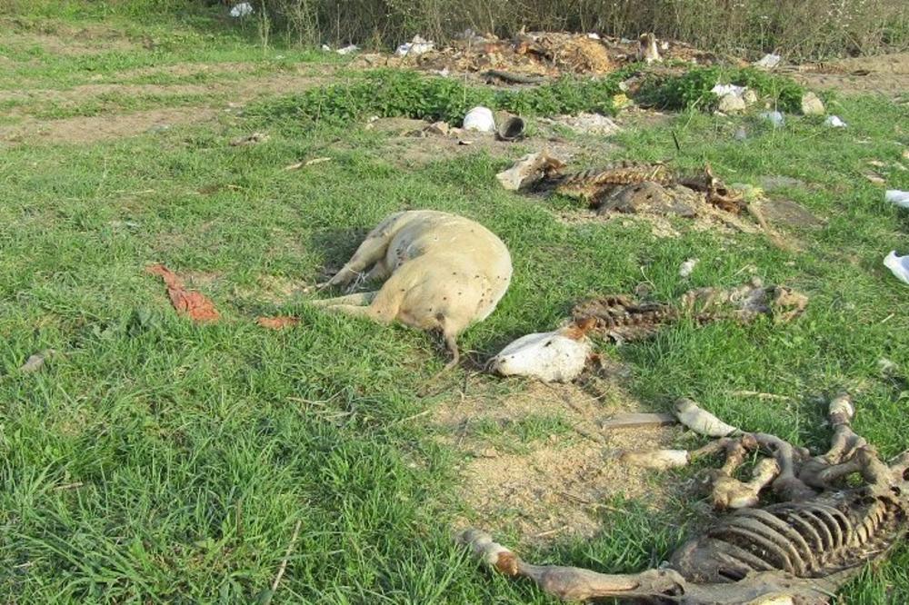 SRBIJA LEŽI NA LEŠEVIMA ŽIVOTINJA! U prirodi ZAVRŠI više od 200.000 hiljada tona ŽIVOTINJSKIH OSTATAKA! (FOTO)
