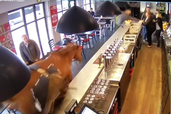 JAHAČ JE PAO IZMEĐU TRKALIŠTA I ŠTALE: Konj nastavio put i upao u KLADIONICU! Rušio stolove i stolice! (VIDEO)