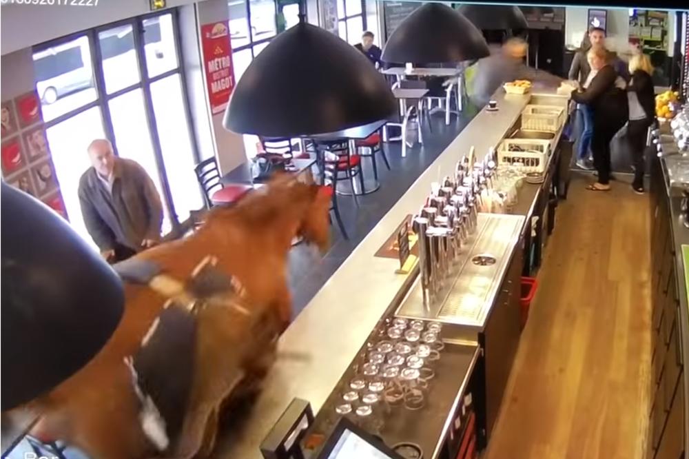 JAHAČ JE PAO IZMEĐU TRKALIŠTA I ŠTALE: Konj nastavio put i upao u KLADIONICU! Rušio stolove i stolice! (VIDEO)