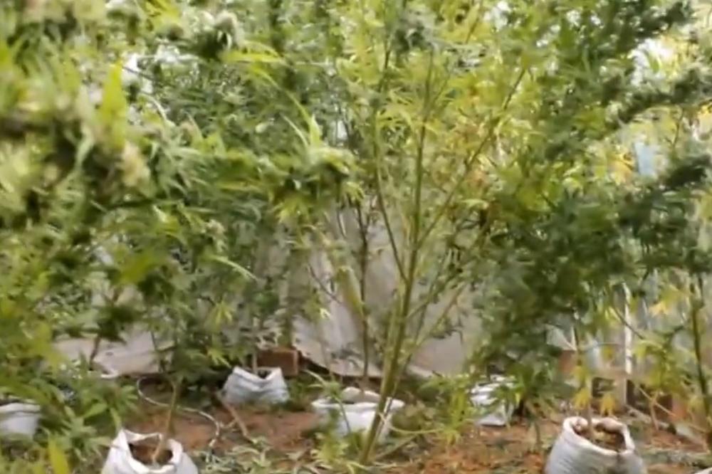 POLICIJA IH UHVATILA DOK SU OBRAĐIVALI ZASAD KONOPLJE! Uzgajali 44 biljke u Paraćinu
