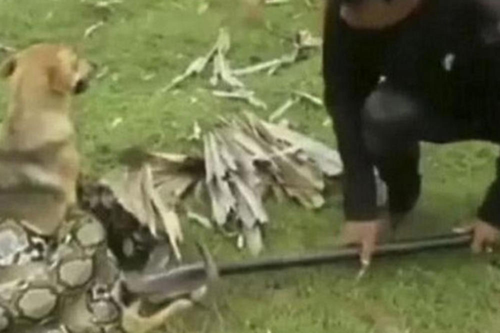 ZMIJA SE OMOTALA OKO PSA, A ONDA NAPALA DEČAKE: Tri mališana našla se u stravičnoj situaciji, kamera sve zabeležila