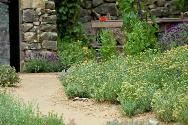 PRIRODNI RECEPTI ASIMA KLJUNA BUKVALNO SPREČAVAJU SIGURNU SMRT: Leče hepatitis, cirozu jetre, ciste i to nije sve!