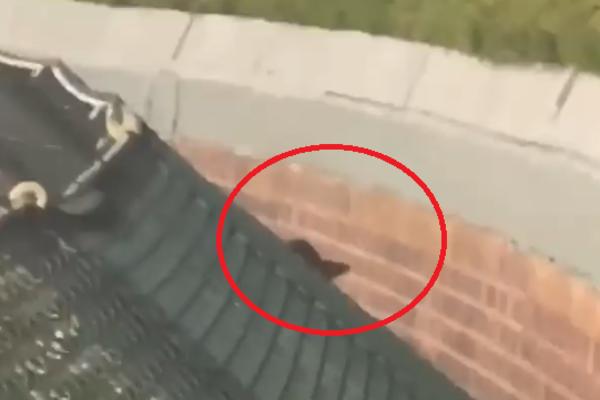 CEO STADION NAVIJAO ZA PACOVA! Nesvakidašnja scena na utakmici, svi su netremice gledali u ovo! (VIDEO)