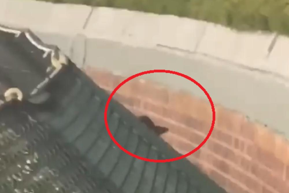 CEO STADION NAVIJAO ZA PACOVA! Nesvakidašnja scena na utakmici, svi su netremice gledali u ovo! (VIDEO)