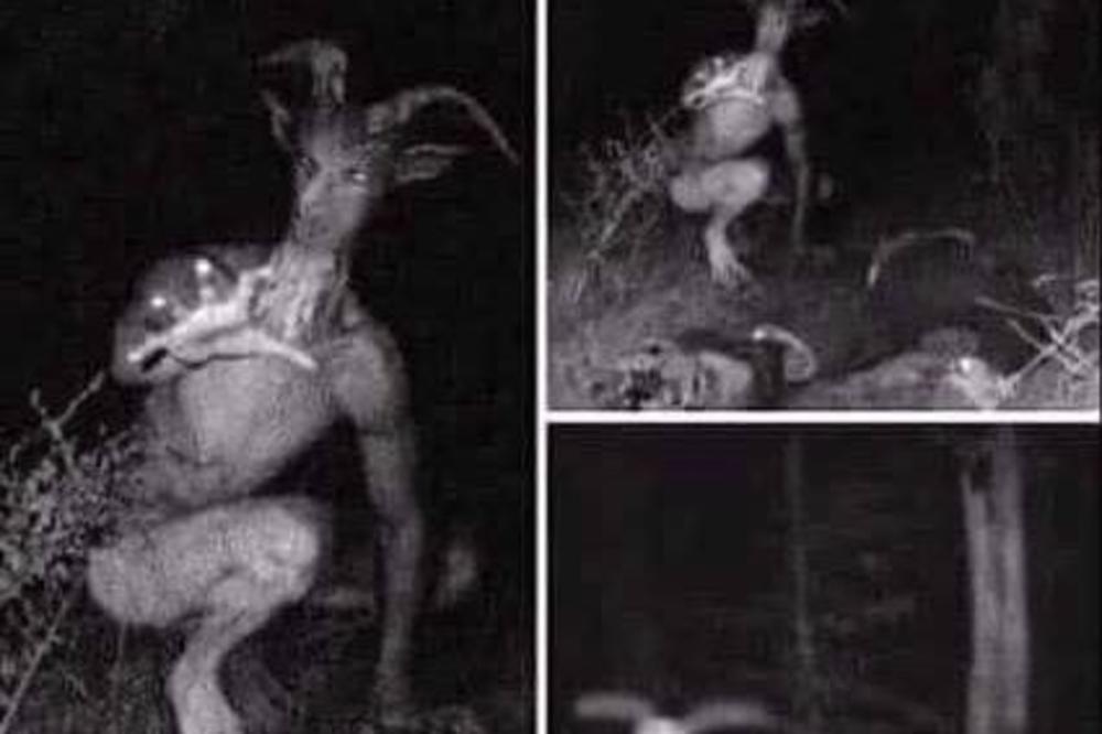 JARAC-ČOVEK VREBA PO SRBIJI: Uslikali ga meštani kod Velike Plane, KRICI KIDAJU UŠI! (FOTO)