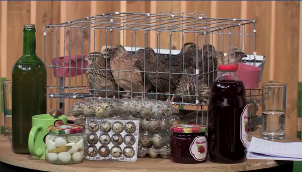 Uzgoj prepelica i domaći proizvodi   