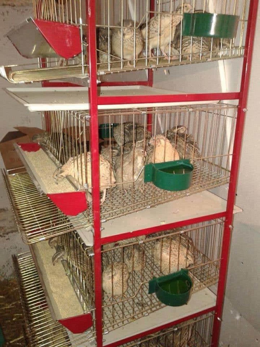 Nikolina farma prepelica   