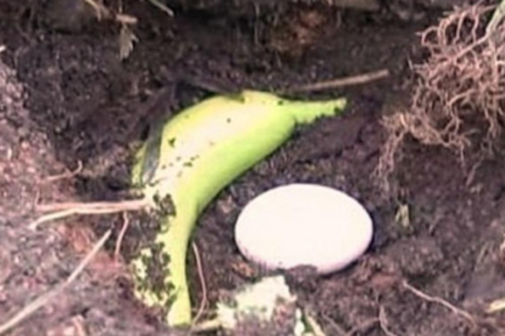 ZAKOPAO JE BANANU I JAJE U DVORIŠTE: Pogledajte ŠTA SE DESILO NAKON TOGA! Rezultat je neverovatan! (VIDEO)