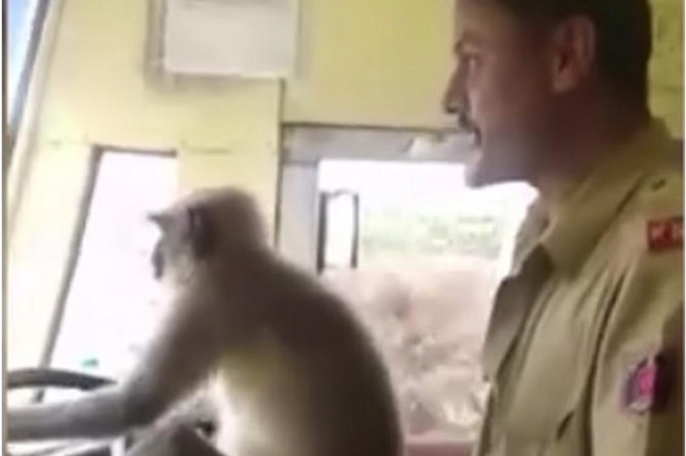 VOZAČ PUSTIO MAJMUNA DA VOZI AUTOBUS: Putnici se nisu žalili, ali on je suspendovan! (VIDEO)