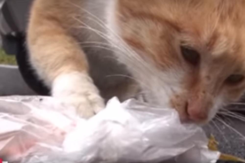 MAČKA LUTALICA JE ODBIJALA DA UZIMA HRANU AKO NIJE UPAKOVANA: Odlučili da je prate, pa otkrili NJENU TAJNU! (VIDEO)