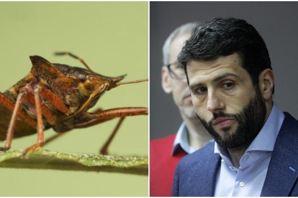 ŠTA JE LJUDI OVO? Šapić PRESTRAŠEN zbog najezde SMRDIBUBA, ŽIV NIJE! (FOTO)